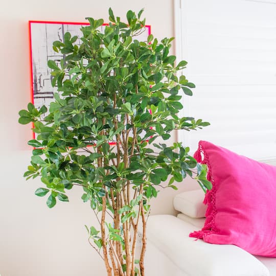 6ft. Potted Black Olive Tree